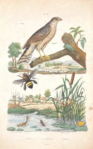 『Epervier（鷹）』フランス アンティーク 博物画 手彩色 銅版画