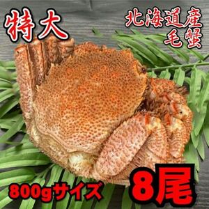 【訳あり】特大　毛がに　8尾（約800ｇサイズ）　北海道産　堅蟹　毛蟹　けがに　ケガニ　蟹　かに　ボイル　母の日　父の日　お歳暮　年末