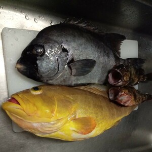 アオナ　石鯛　魚　対馬　天然　料理　激安　美味　オススメ　カサゴ　アラカブ　セット