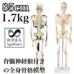 限定地域はお届け無料☆医学玄人 IGAKURO 神経全身骨格模型 1/2サイズ