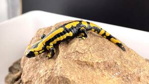 テレストリスファイアサラマンダー 2023CB Solling （Salamandra Salamandra Terrestris) S-11