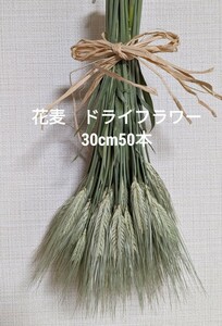 花麦　ドライフラワー　30cm50本