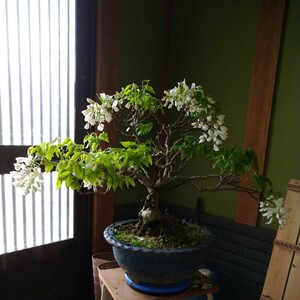 藤　フジ　盆栽　白花　野藤系　200サイズ　　5