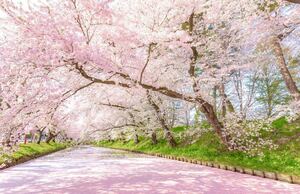 フリー画像 フリー素材 桜 32