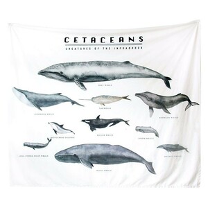マルチカバー タペストリー 様々な種類のクジラ 名称 図鑑風 スタイリッシュ 長方形 (大)