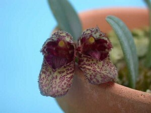 T♪小型洋蘭　Bulbophyllum frostii　 洋ラン