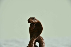 【古美術】コブラ 蛇 根付 Netsuke 精密 彫刻 超絶技巧 古玩 骨董