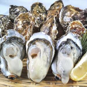 生食用 殻付き 牡蠣 ２０ｋｇ（本当にアバウト目安で220粒）松島牡蠣屋 牡蛎 牡蠣殻付き 殻付き牡蠣 牡蠣生食用