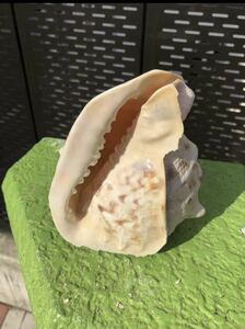 1枚貝 、特大 巻貝 トウカムリカイ 。貝殻 貝 標本 美術 インテリア オブジェ 置き物 アクアリウム 珍品 貴重品 。