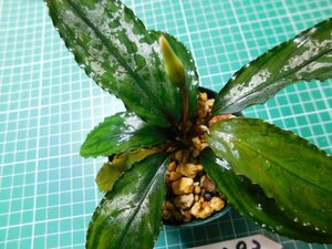 ◎1871TN293　 (自家栽培）水草　ブセファランドラ　Bucephalandra sp. Sekadau Series スカダウセリエス