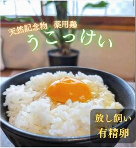 【送料無料・期間限定】多産系烏骨鶏（うこっけい）の最高級有精卵10個セット - 高級料亭御用達、孵化も可能！（8個+2個割れ保証付き）