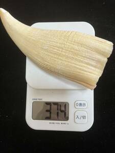 [送料無料] マッコクジラの歯　鯨歯　3本　1249G 美品　印材