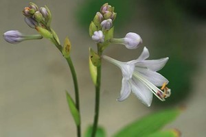 山野草　イワギボウシ　苗