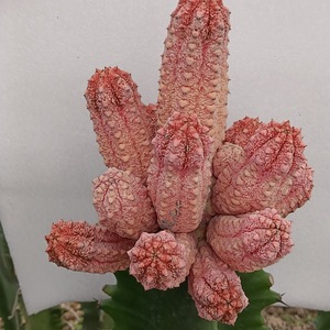 NO.12ユーフォルビア アブデルクリ 錦Euphorbia abdelkuri 多肉植物 塊根植物　 接木おろし