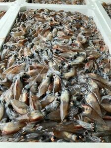 ホタルイカ500グラム　（追加購入可能）送料一律 愛媛県豊後水道産漁師直送 他鮮魚アリ！ 冷凍発送　脂、旨味たっぷり！ 