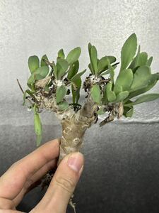 【現品限り】オトンナ・無名【植物】塊根植物 夏型 コーデックスOthonna