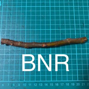 BNR穂木 ⑤ いちじく穂木 イチジク穂木 