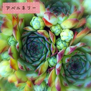 アベルネリー１つセンペルビウム多肉植物