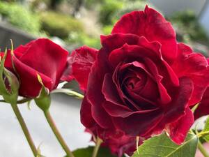 薔薇　バラ　挿し穂　赤 5本　■送料無料（挿し木 庭園 低木）バラ　ガーデニング　ばら 真っ赤　イギリス　クラシック