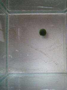 まりも　Sサイズ　1個　直径約1cm　マリモ　毬藻　植物　藻　水草　ビオトープ　メダカ水槽に