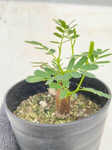 2827 「実生」センナ　メリディオナリス【種から発芽！・発根・Senna meridionalis・葉落ちします】