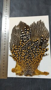 ☆ジャングルコック　Jungle Cock☆ウェット　ドライ　サーモンフライ　チーク　サイド　レア　羽