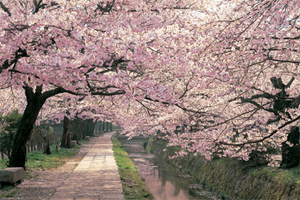 京都 満開の桜/哲学の道 ポスター〔新品〕 TX-1832