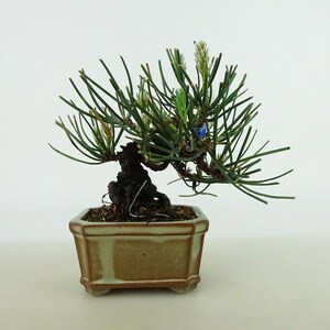 盆栽 松 黒松 ミニ盆栽 樹高 約10cm くろまつ Pinus thunbergii クロマツ マツ科 常緑針葉樹 観賞用 小品 現品