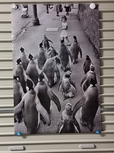 【新品 アウトレット】ポスター Penguins Day Out★ペンギン 映画 MOVIE インテリア 広告