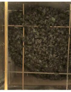 日本ミツバチ　日本蜜蜂　日本みつばち　分蜂　女王蜂入り巣箱　手渡し販売　ハチミツ　強群　令和6年