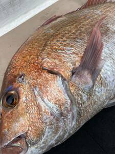 活〆天然真鯛　１尾　内臓処理済後　３．１キロ　冷凍鮮魚