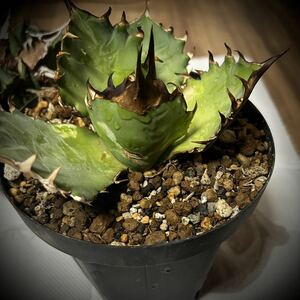 AGAVE TITANOTA ノーネーム 犀牛タイプ 大子株 ( 白犀牛 緑犀牛 南アフリカダイヤモンド SAD 大白鯊 皇冠 清櫻 悪魔くん