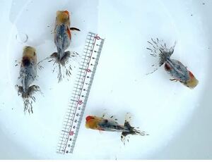 まりもヘッド　鈴木系東錦　2歳4匹セット　全長9〜10センチ　