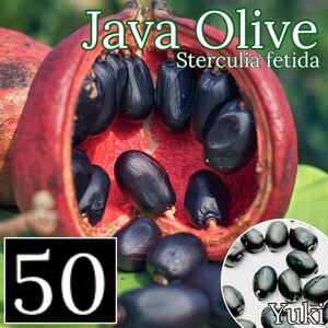 ジャワ・オリーブ 種子x50[熱帯果樹]Sterculia foetida ヤツデアオギリ
