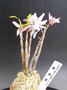 ♪山野草、セッコク、長生蘭『黄金葉』♪