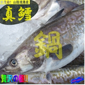 ★雄雌不定★「活生、真鱈 4-5kg」『魚王国』境港産