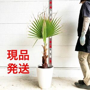 ワシントンヤシ　約:100cm 【ドラセナ 庭木 シンボルツリー 植木 ヤシの木 ココスヤシ ガーデニング ニオイシュロラン】244459