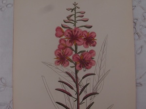 英English botanity植物画アンティークボタニカルプリントSowerby(ジェームス・サワビー) ウィロー ハーブ496