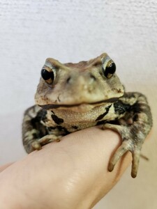 アズマヒキガエル ヒキガエル 蛙 カエル かえる 蟇蛙 ひきがえる 約11センチ メス 恐らくメス 雌