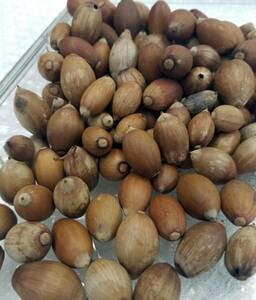 どんぐり 団栗 acorn 約200g 平成27年採取 自然乾燥保管
