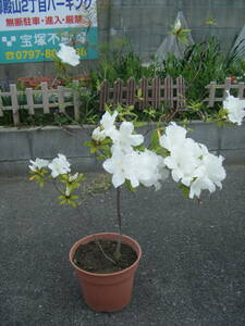 ヒラドツツジ　白花　１００ｃｍ　樹高（鉢底より）②　　庭木　植木　花言葉「恋の喜び」「節度」「慎み」 　☆ 白い花は「初恋」