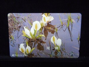 テレカ 50度 尾瀬 長蔵小屋 水芭蕉 花 未使用 T-2453