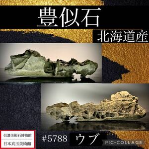 《GW感謝祭》水石 盆栽 北海道産 豊似石 ウブ 横26×高7×奥行5.5(cm) 1.18kg骨董盆石古美術鑑賞石観賞石太湖石中国古玩 5788