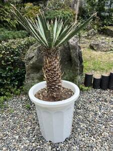 ユッカ フィリフェラ 耐寒性ー15 ドライガーデン 地植え シンボルツリー　ガーデニング Yucca 庭　希少　発根　新葉　レア