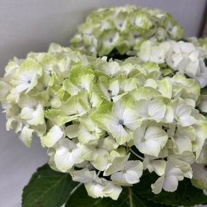 ●アジサイ●　マジカルノブレス　あじさい　紫陽花　5号鉢　鉢植えアジサイ