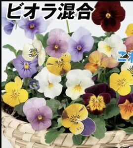 ビオラ混合10粒と2種類の植物の種のおまけ付き！