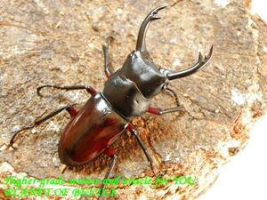 PLANET OF BEETLE10/25貴州灯火採集天然ドルクスハイチュヌス♂46㎜♀29㎜完品ペア