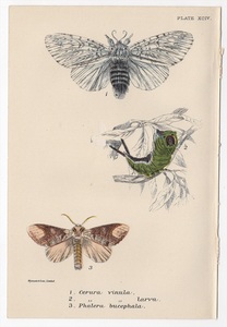 1897年 Sharpe ロイド博物誌 鱗翅目 Pl.94 シャチホコガ科 モクメシャチホコ バフチップ 博物画