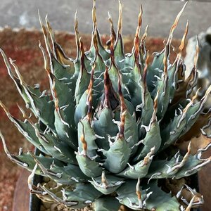 ユタエンシス 12cm　発根済 | CACTUS.TOKYO | (エボリスピナ　ネバデンシス)　