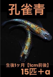 沖ちゃんメダカ　約1cm前後【送料無料】　稚魚　孔雀青　ラメ　メダカ　極上　稚魚 15匹　極上　1ヶ月半